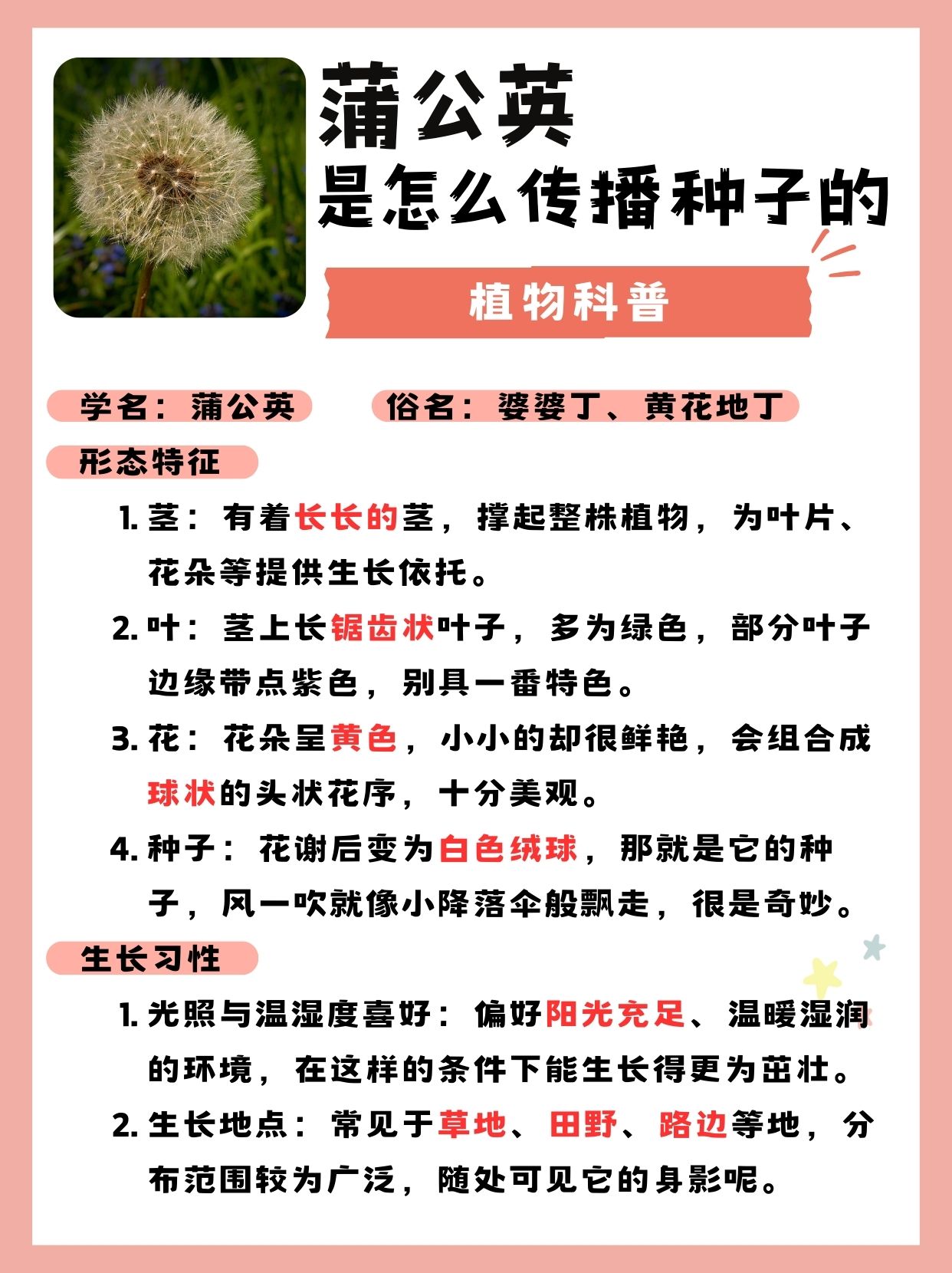 蒲公英是怎么传播种子的