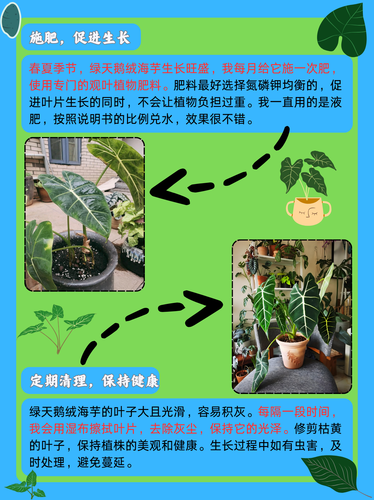 绿天鹅绒海芋养殖方法