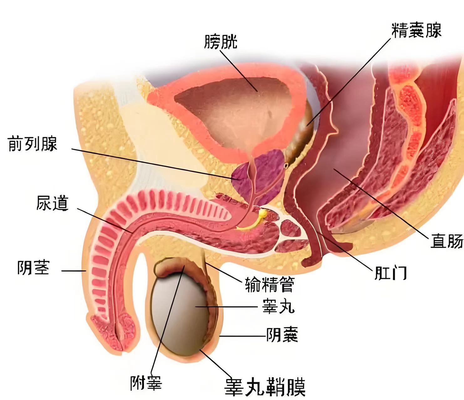 最大睾丸有多大图片