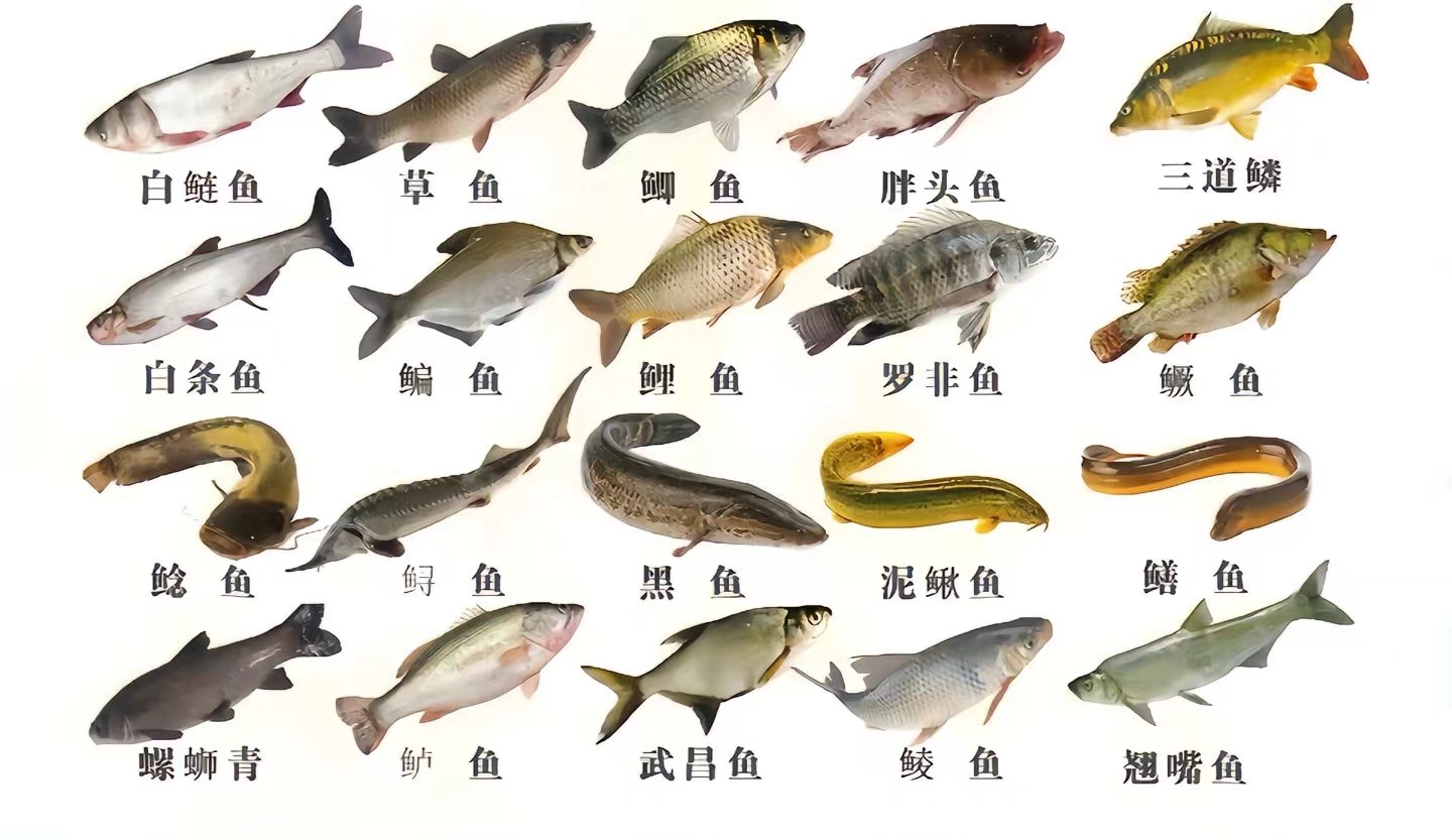 含"寄生虫"最多的3种鱼,尽量少吃