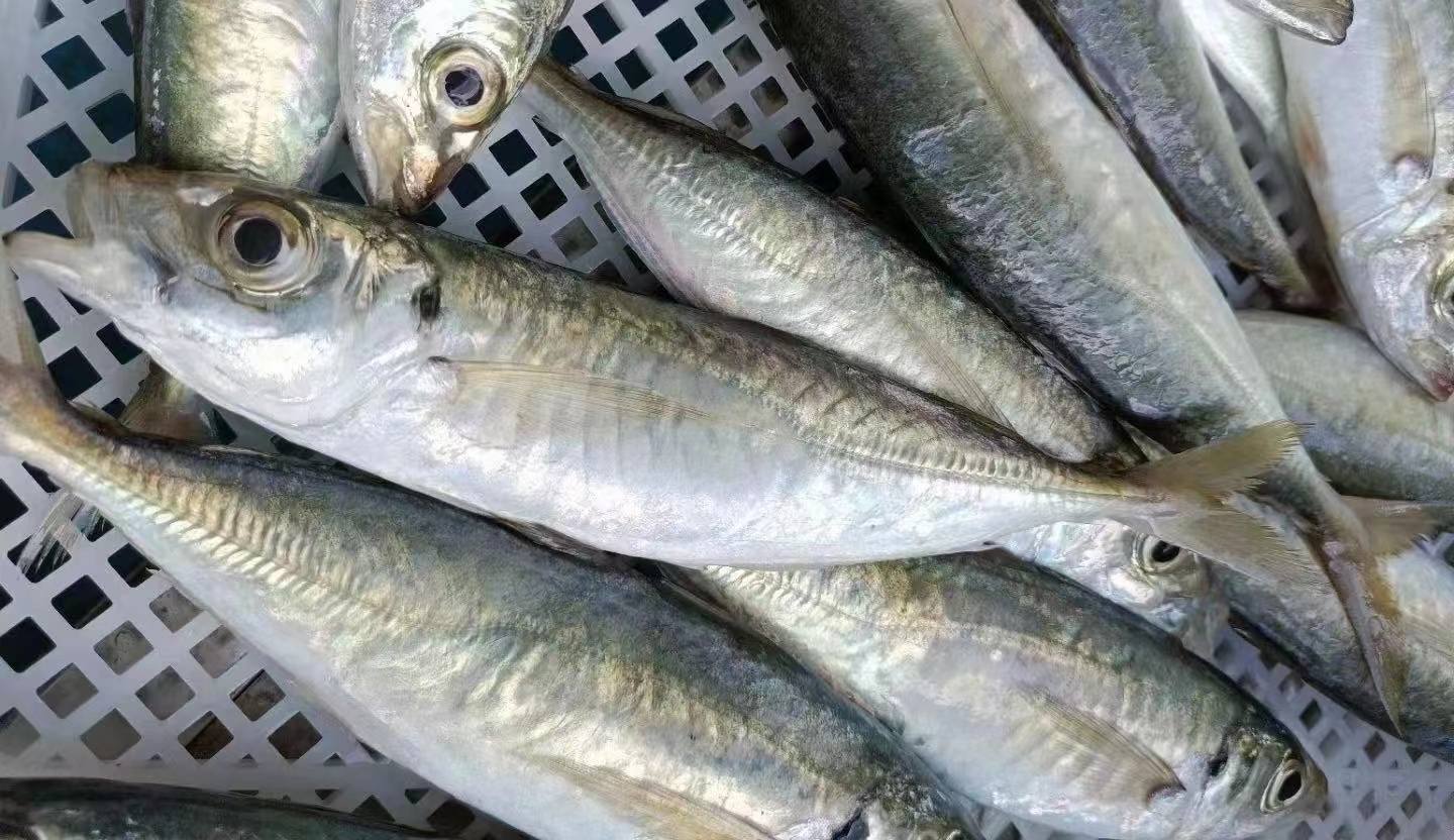 含"寄生虫"最多的3种鱼,尽量少吃