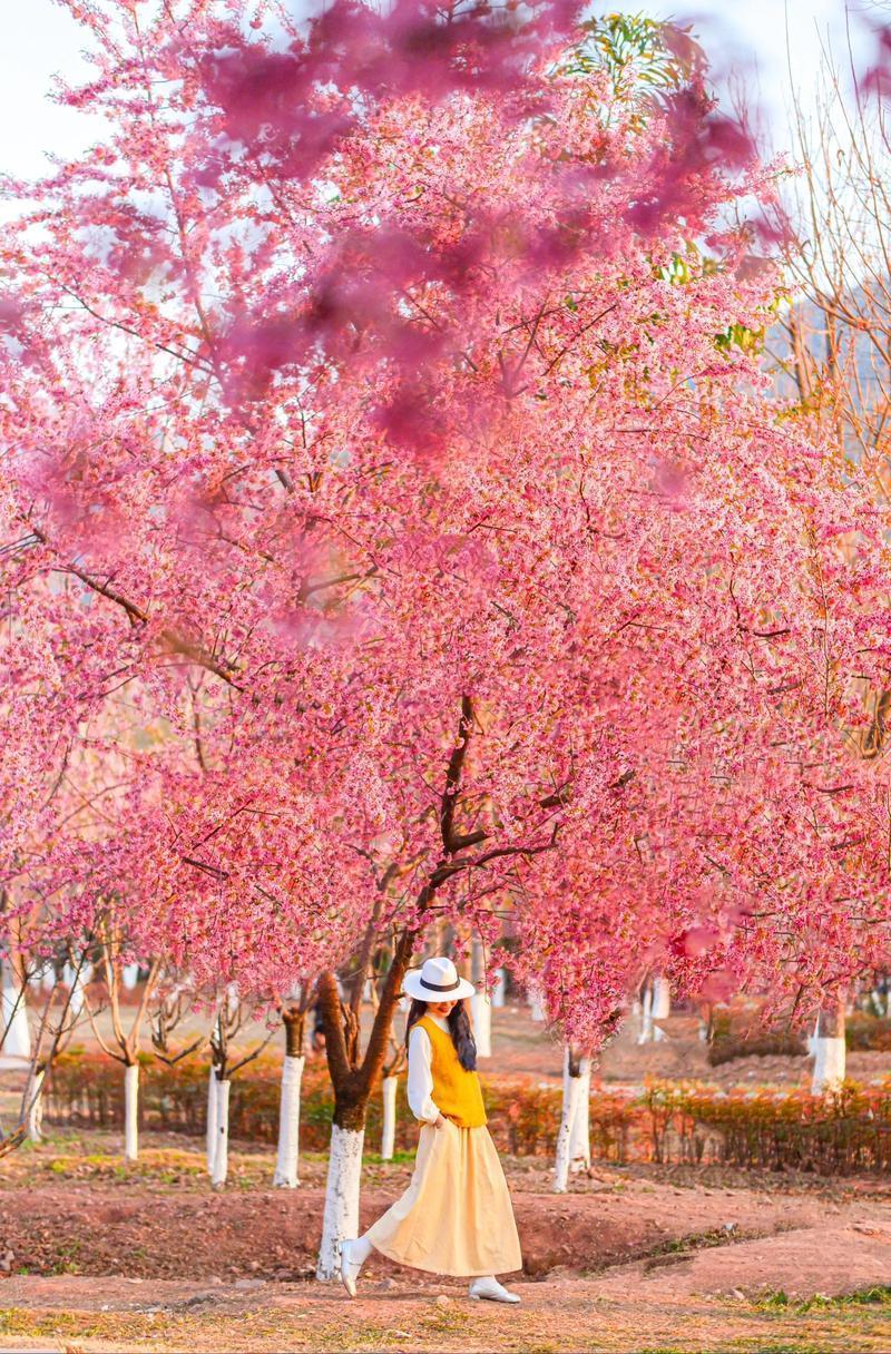 西昌白庙村:三千樱花,治愈你对冬天的所有遗憾
