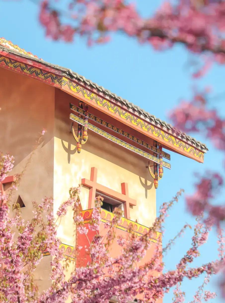 西昌白庙村:三千樱花,治愈你对冬天的所有遗憾