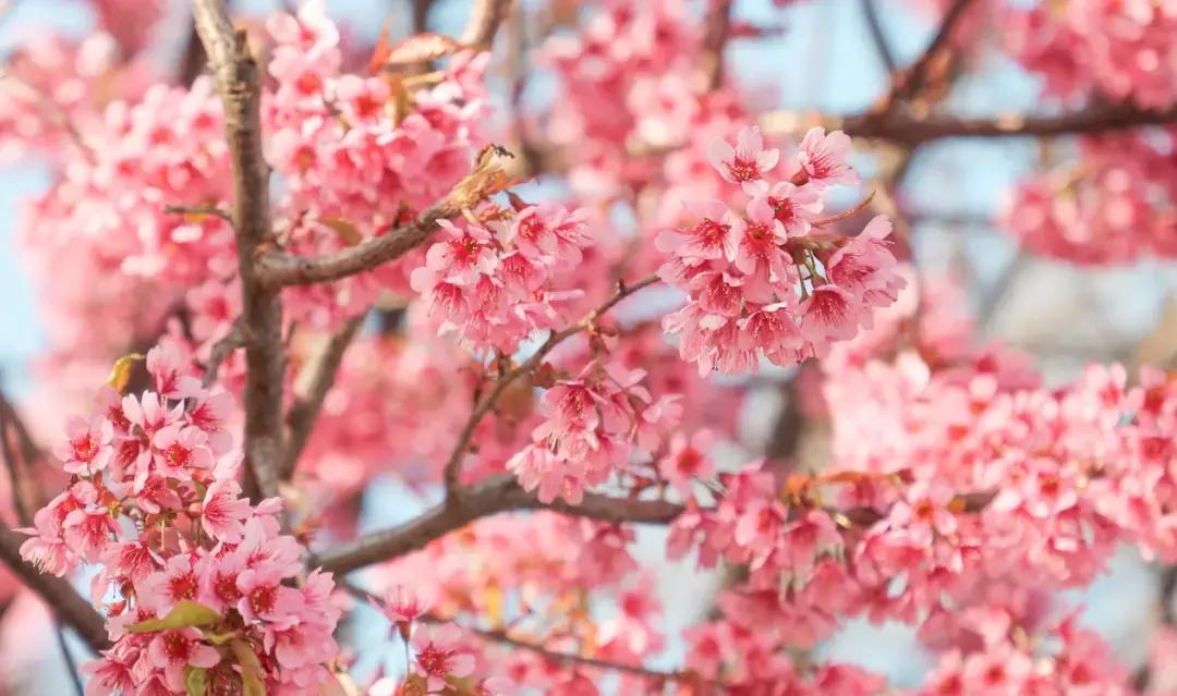 西昌白庙村:三千樱花,治愈你对冬天的所有遗憾