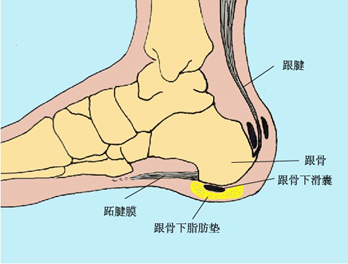 跟骨在哪个位置图片图片