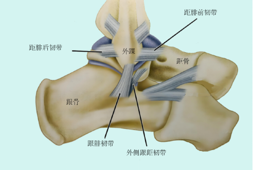韧带损伤与踝关节外侧不稳