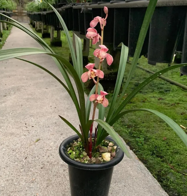 东方红荷兰花花期图片