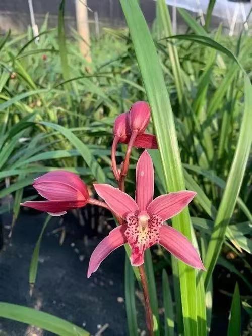 "开花最拼命"的兰草,花朵耀眼,香气四溢,上盆后大气又端庄