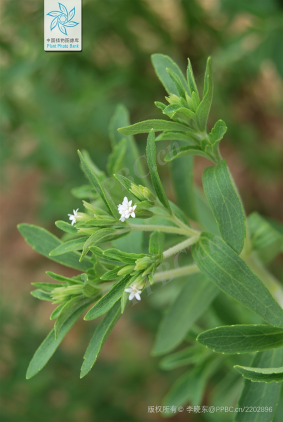 它不含热量,甜度却是蔗糖的200多倍
