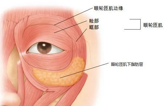 眼轮匝肌睑部图片