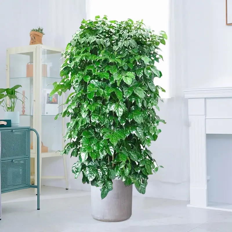 盘点16种常见家庭大型盆栽绿植(上)