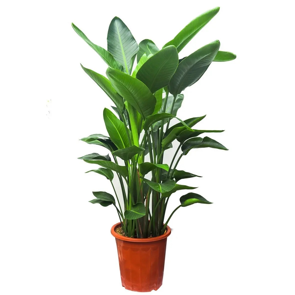 盘点16种常见家庭大型盆栽绿植(上)