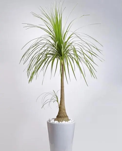 10种超级耐旱的植物,懒人植物,非常省心