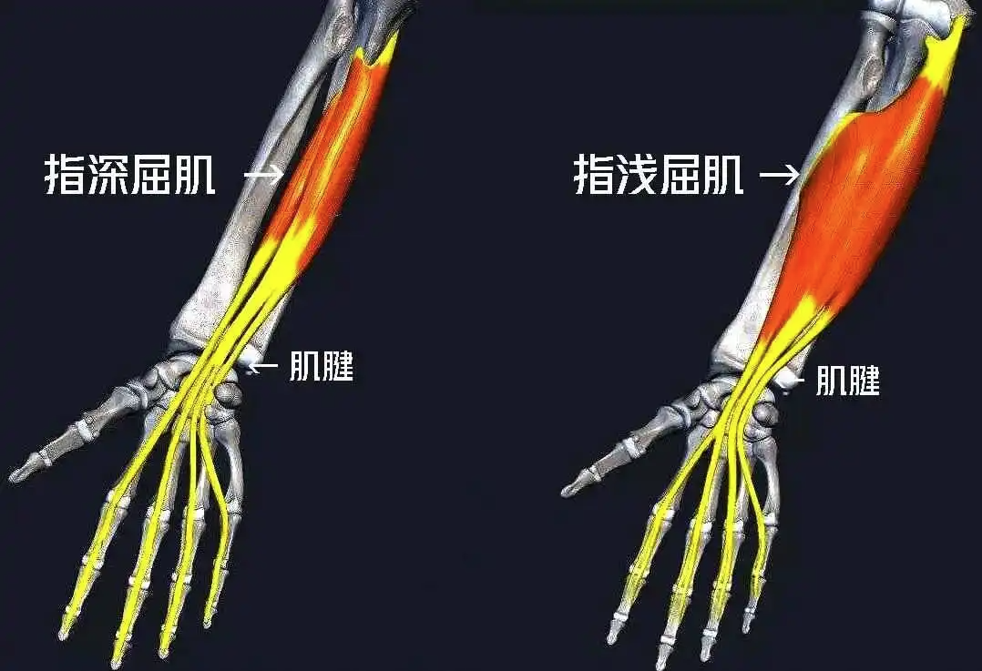 掰手腕用到的肌肉图解图片