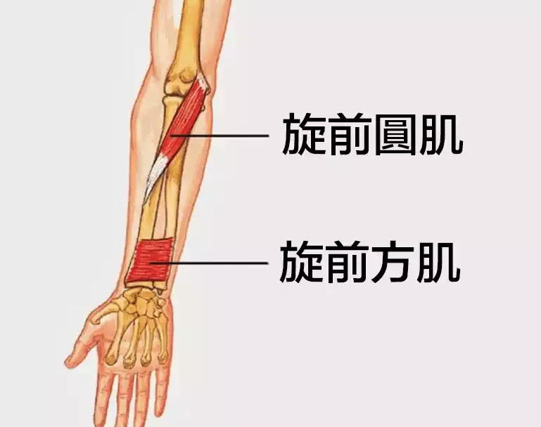 掰手腕用到的肌肉图解图片