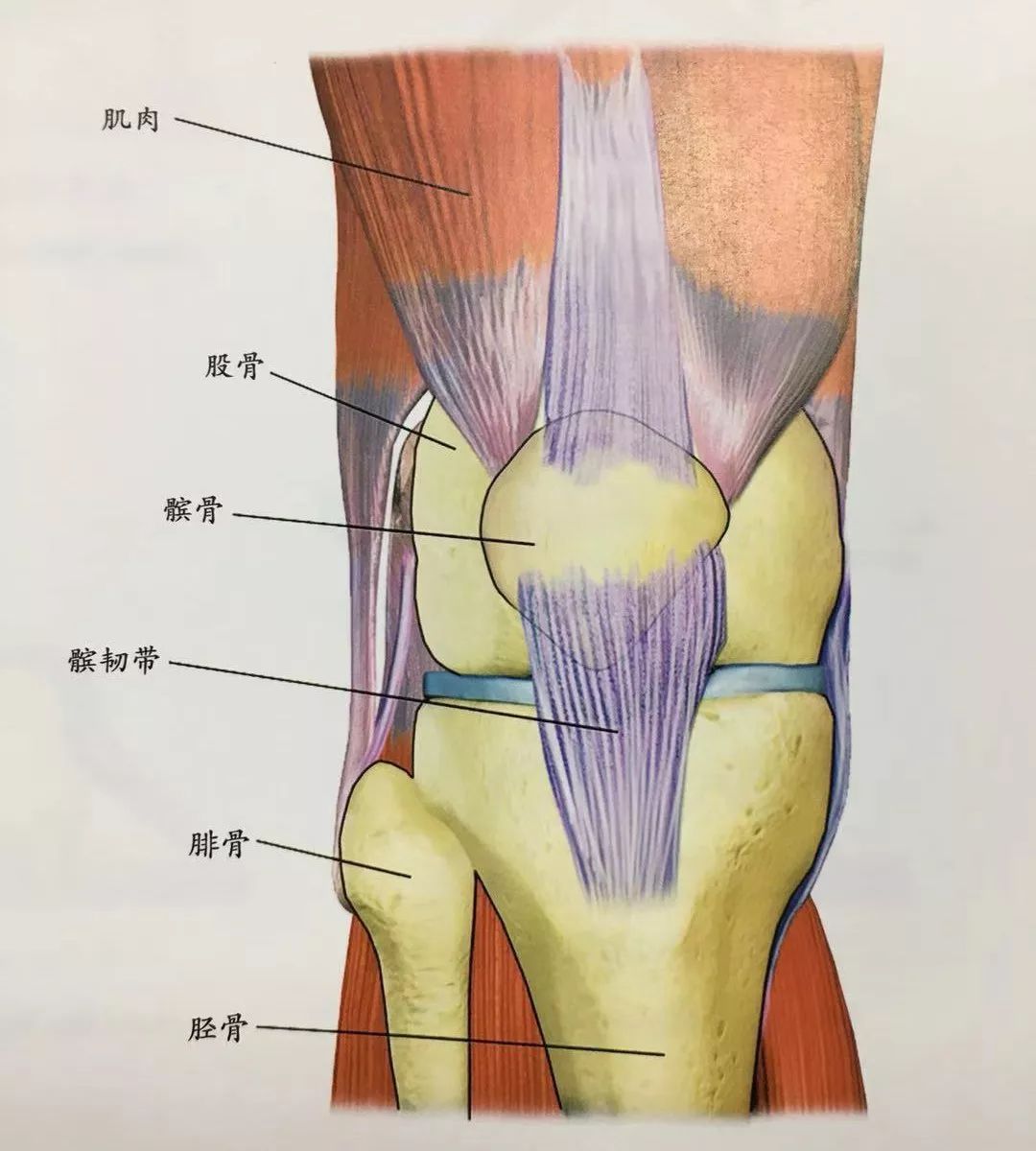 膝盖各个部位名称图解图片