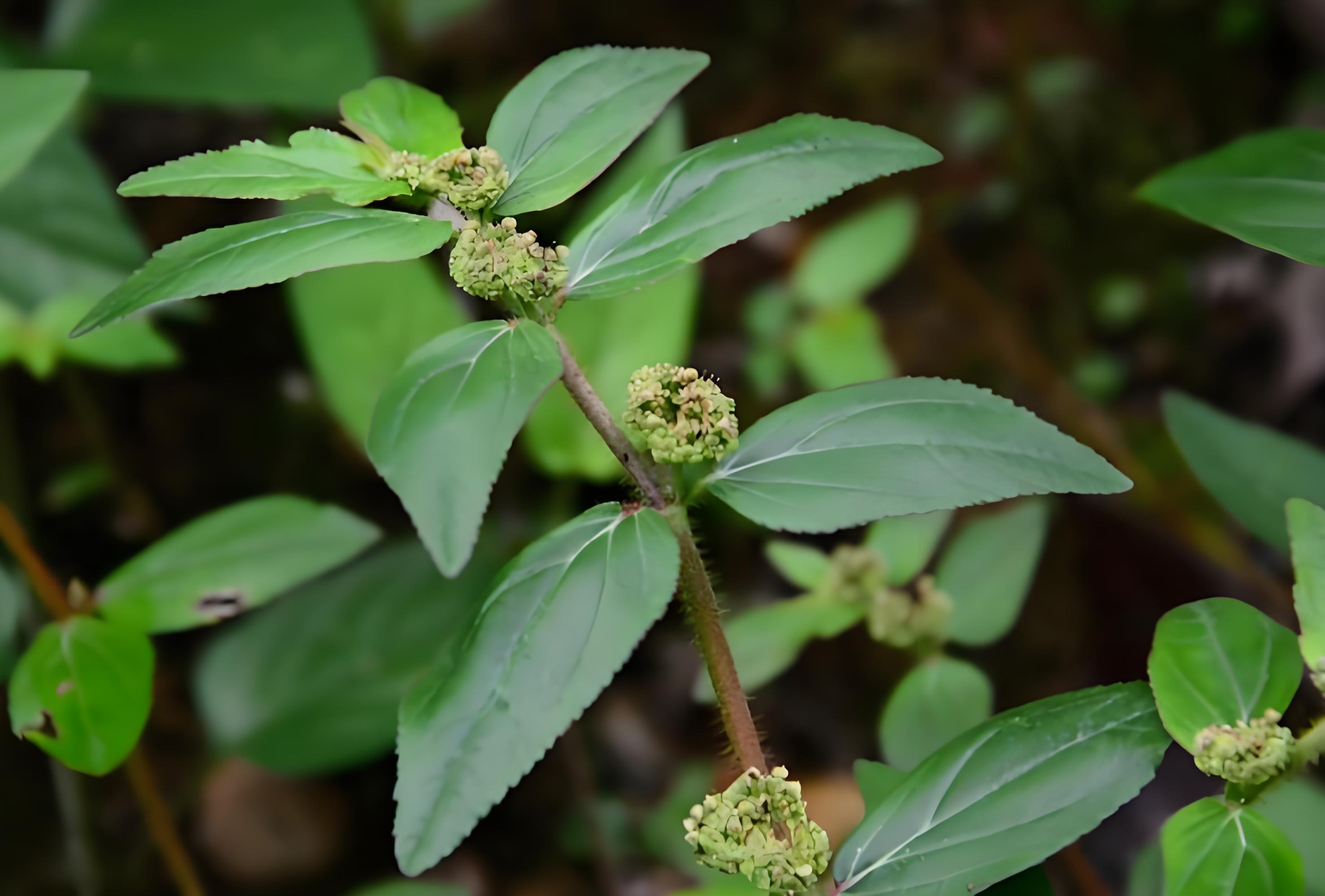 大飞扬草是个植物名称