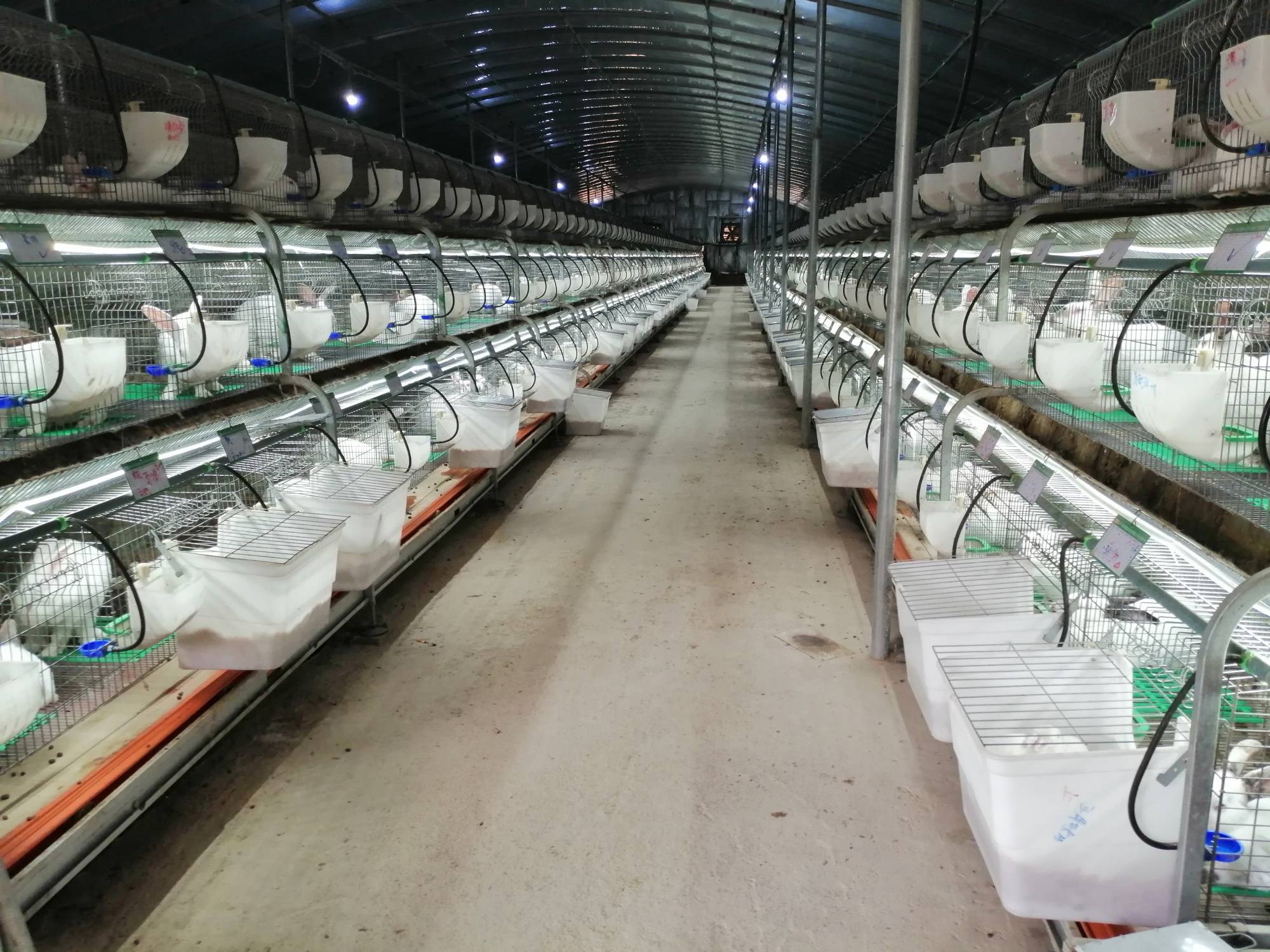 长宁县权运宸农业发展有限公司:肉兔养殖,诚信为先 技术指导