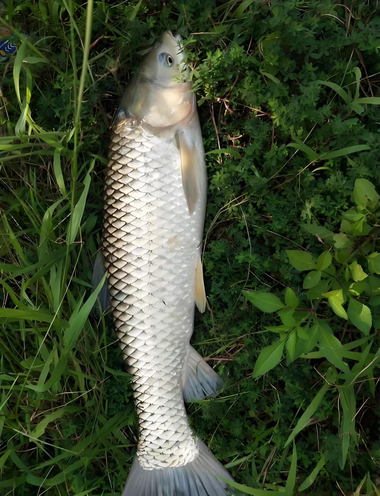 秋季大风天气怎么钓鲫鱼和草鱼?记住这三个选位原则,鱼获少不了!