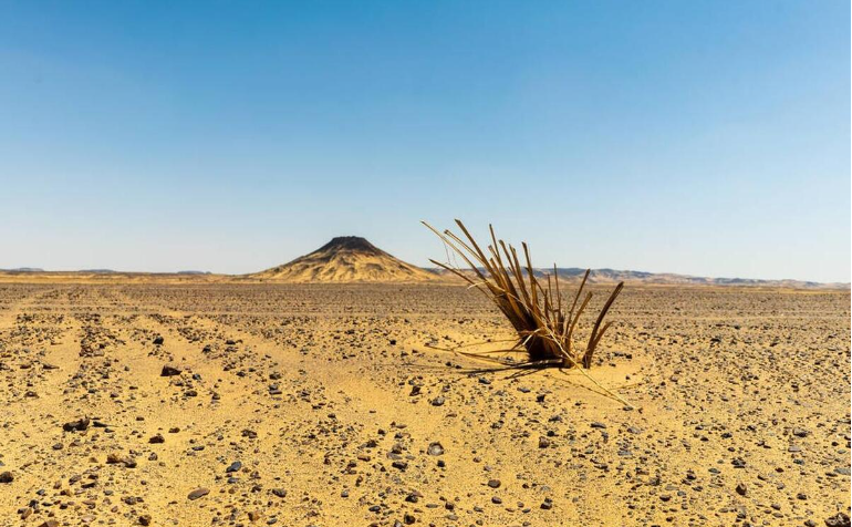 人造景观=恢复生态?沙漠变绿洲,自娱自乐还是自欺欺人