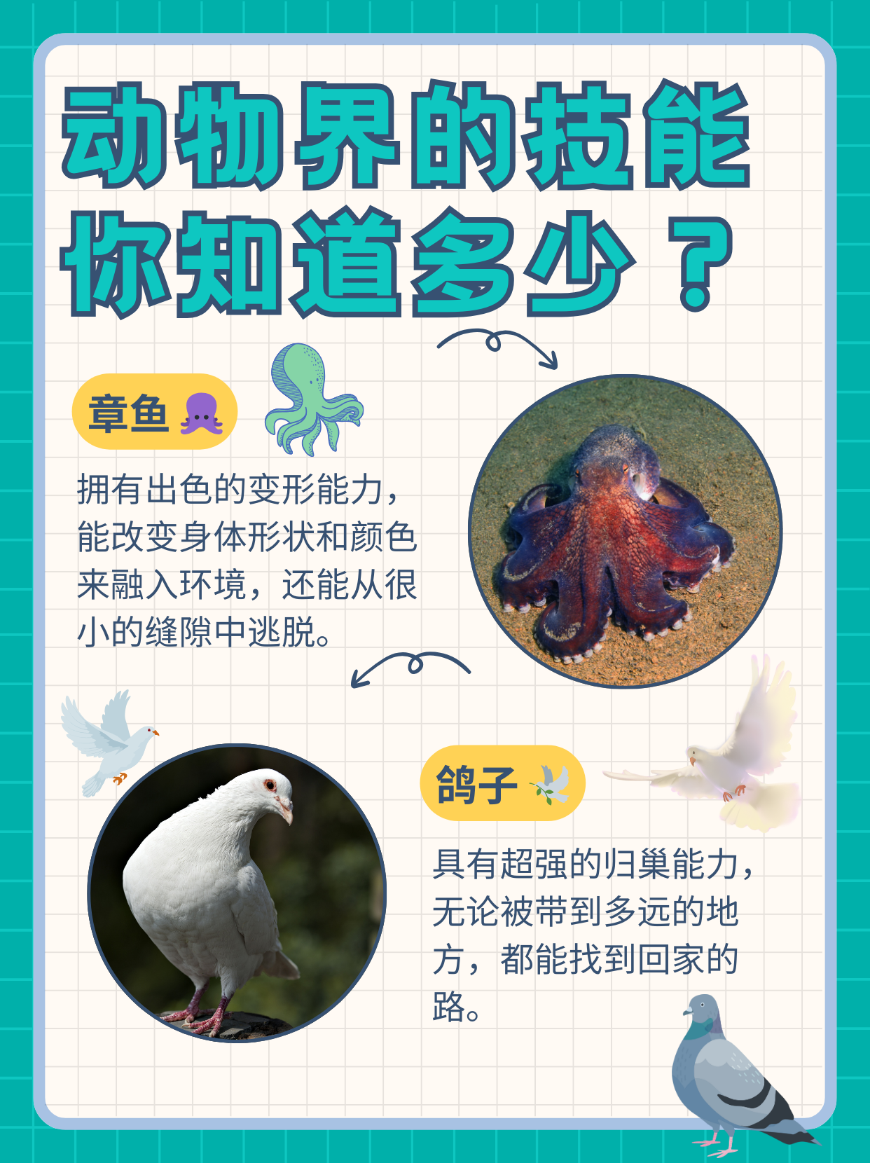 神奇动物的特殊本领大揭秘