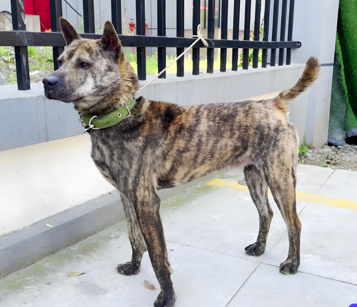 虎斑犬的优点和缺点