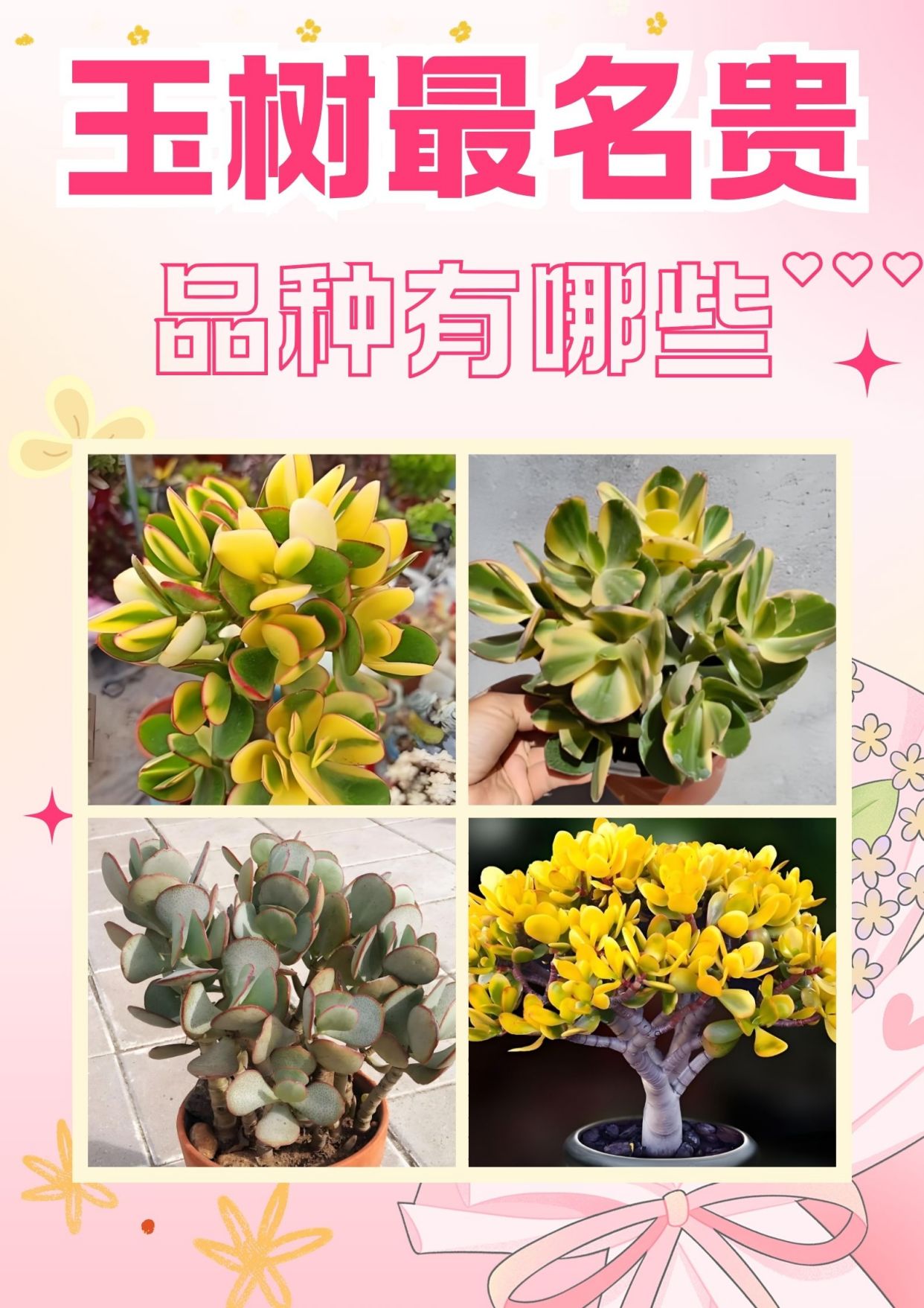 玉树中最名贵的品种,你养了吗?