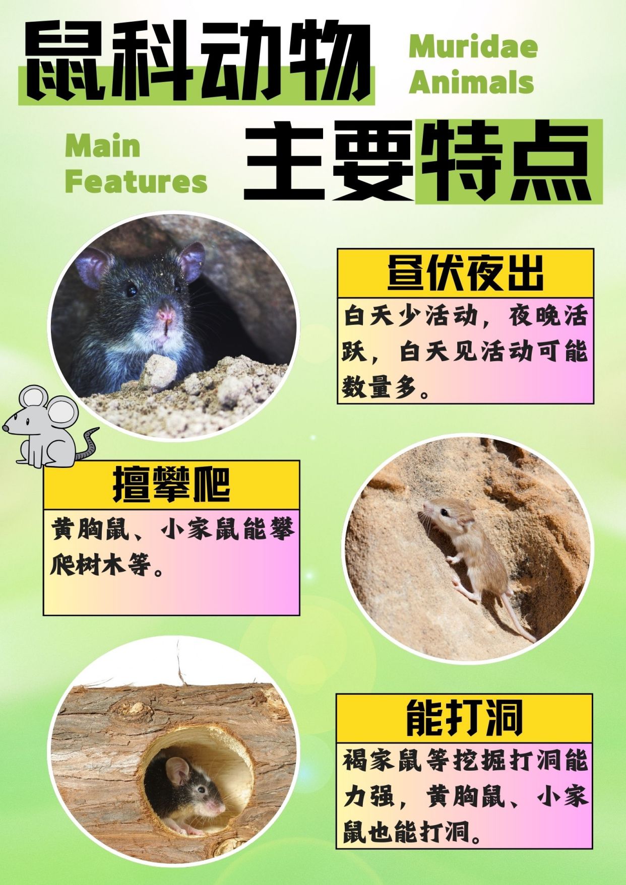 鼠科动物大揭秘,你认识几个?