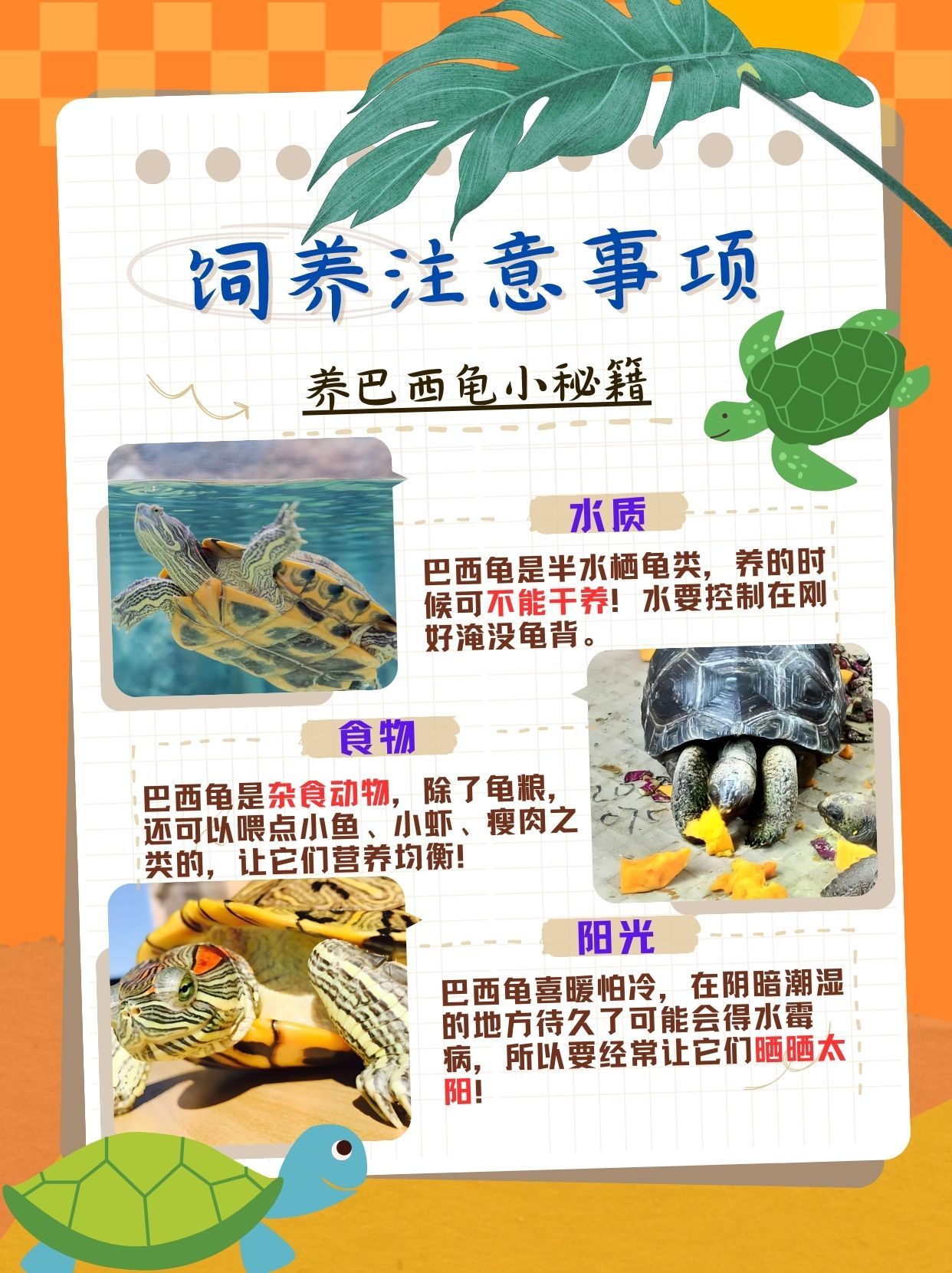 天哪!你知道巴西龟能长到多大吗?