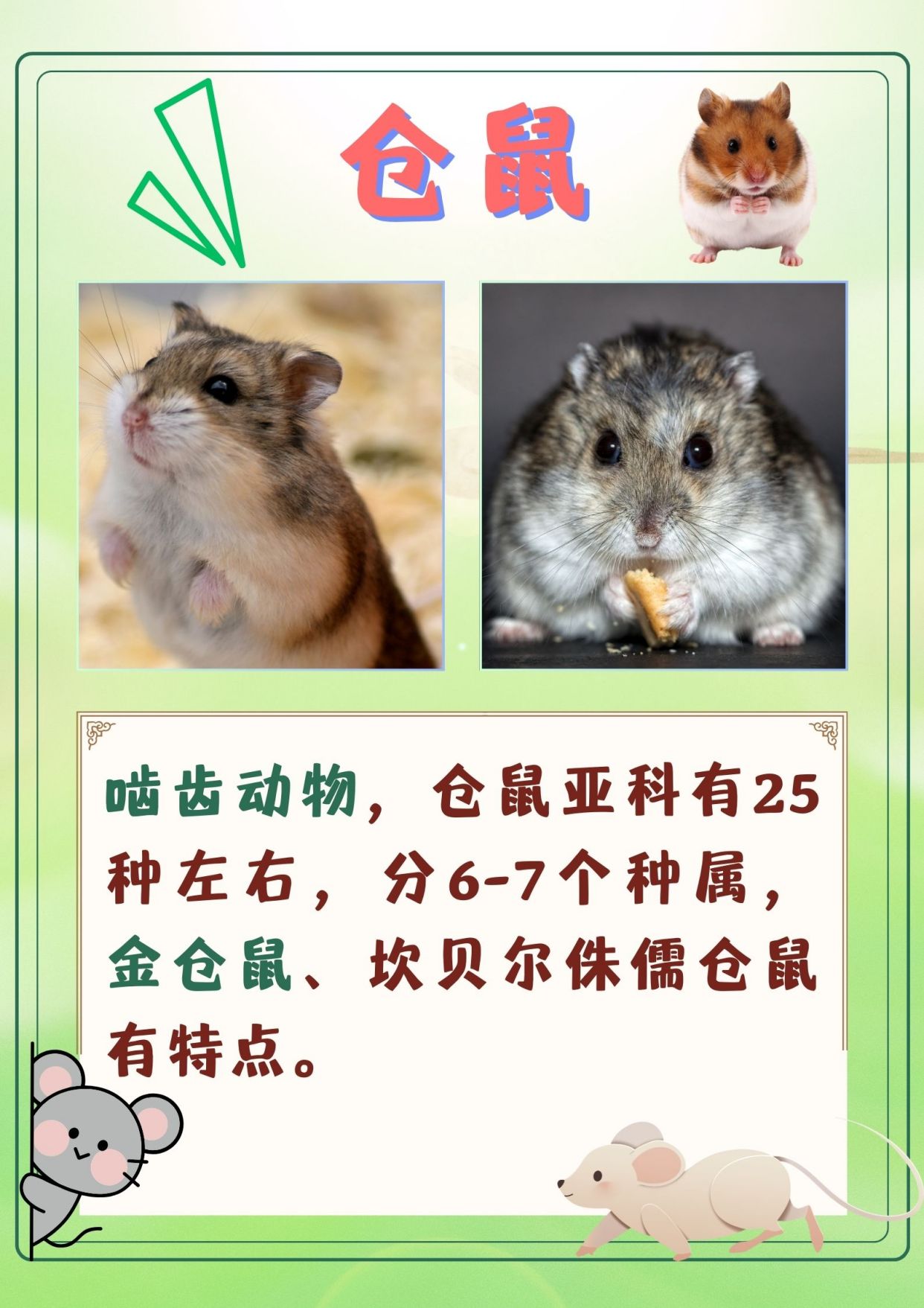 鼠科动物大揭秘,你认识几个?