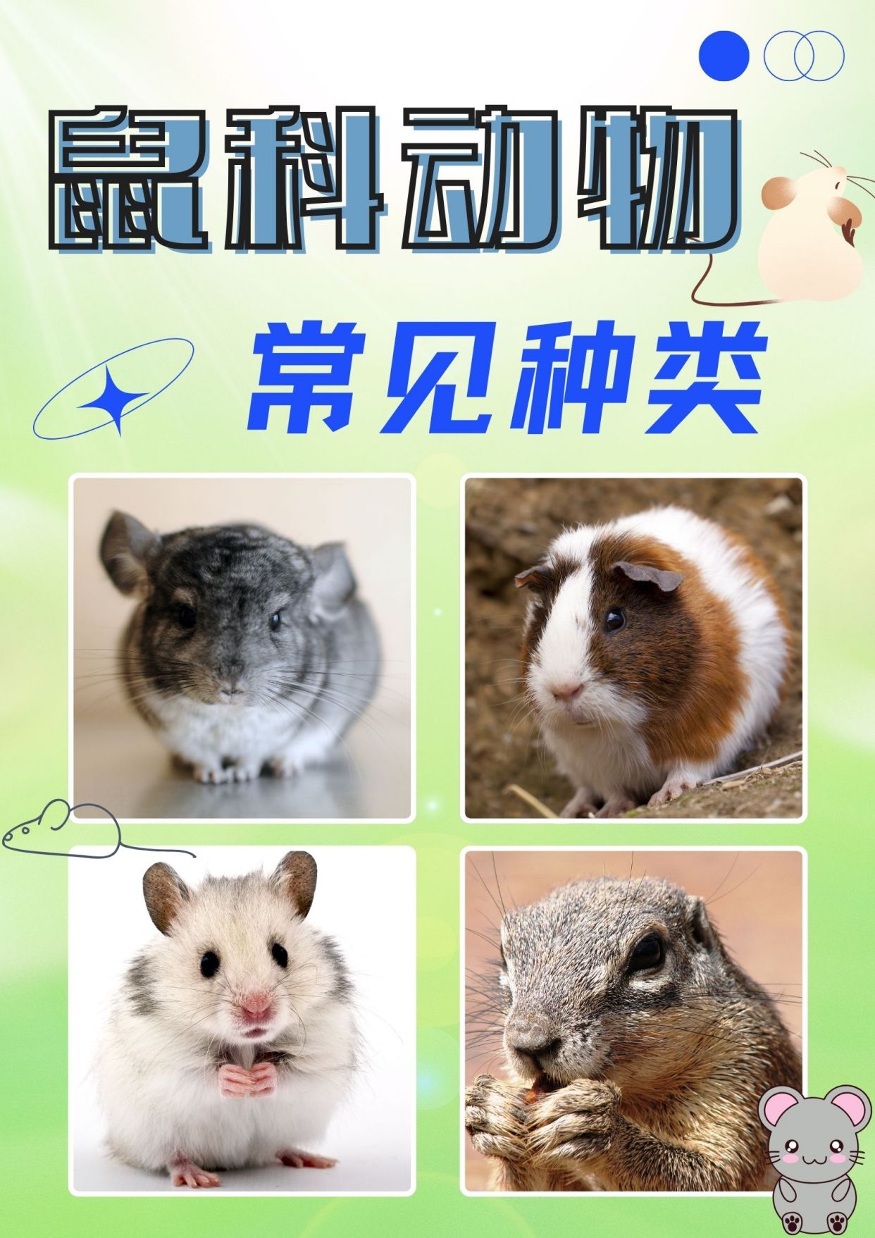 鼠科动物大揭秘,你认识几个?