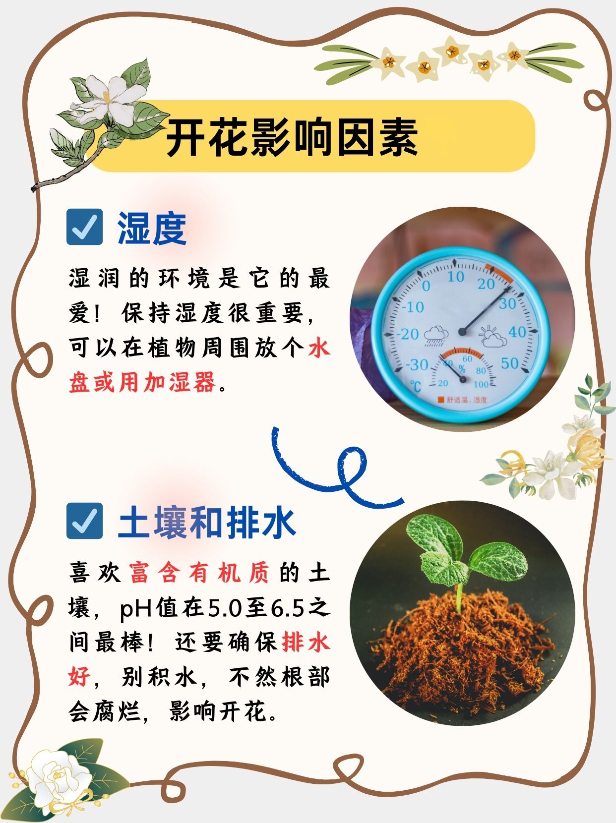 桅子花开花季节图片