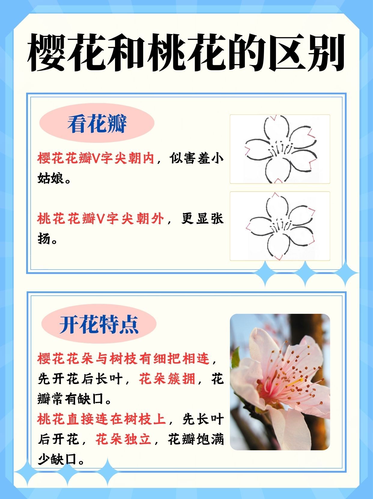 樱花vs桃花,你真的分得清吗?