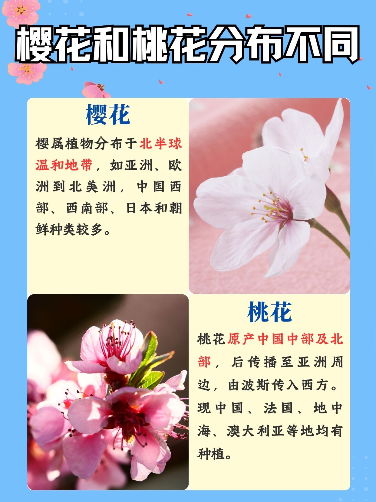 樱花和桃花的区别图片