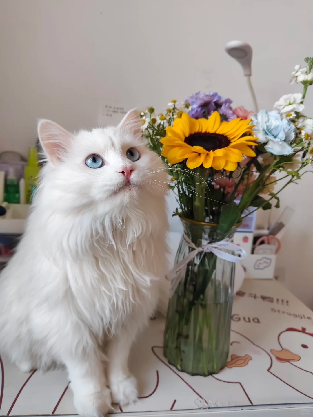 每天认识一种猫:山东狮子猫