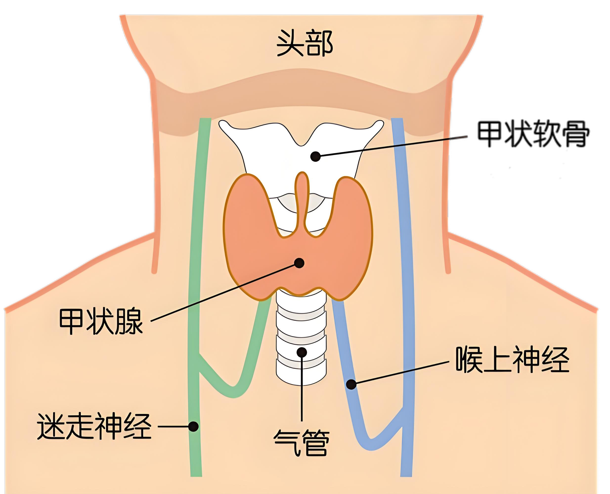"甲减"早期,或出现8个表现,提醒:若你也有,建议早做3个检查