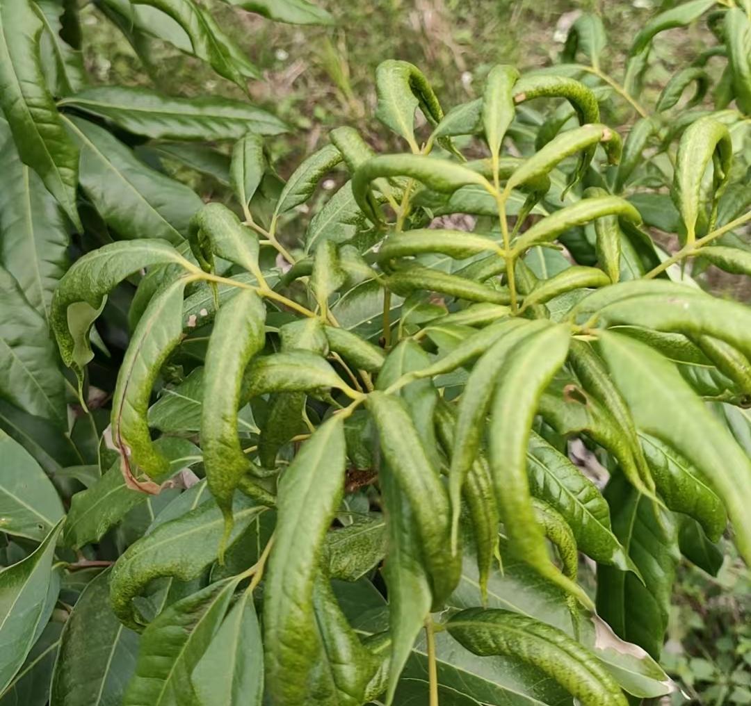 荔枝叶片卷缩成灾,如何破解?