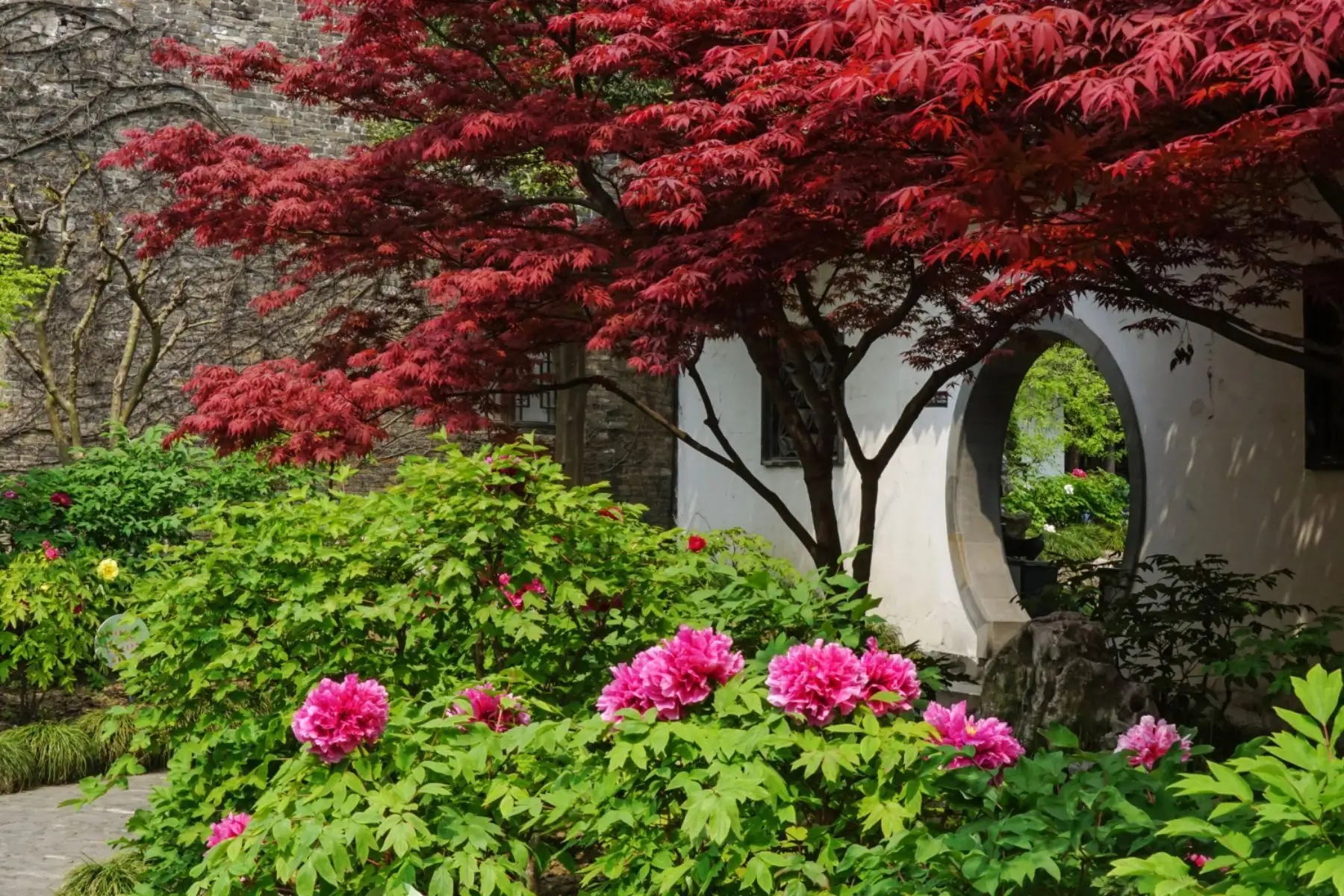 民间故事:牡丹花仙