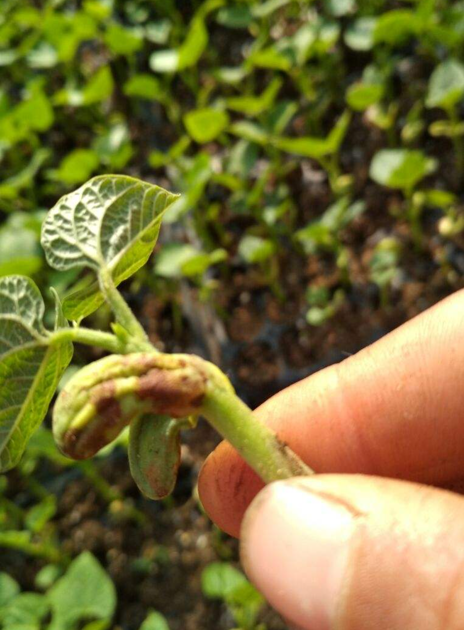菜豆炭疽病适宜时借风雨,昆虫传播