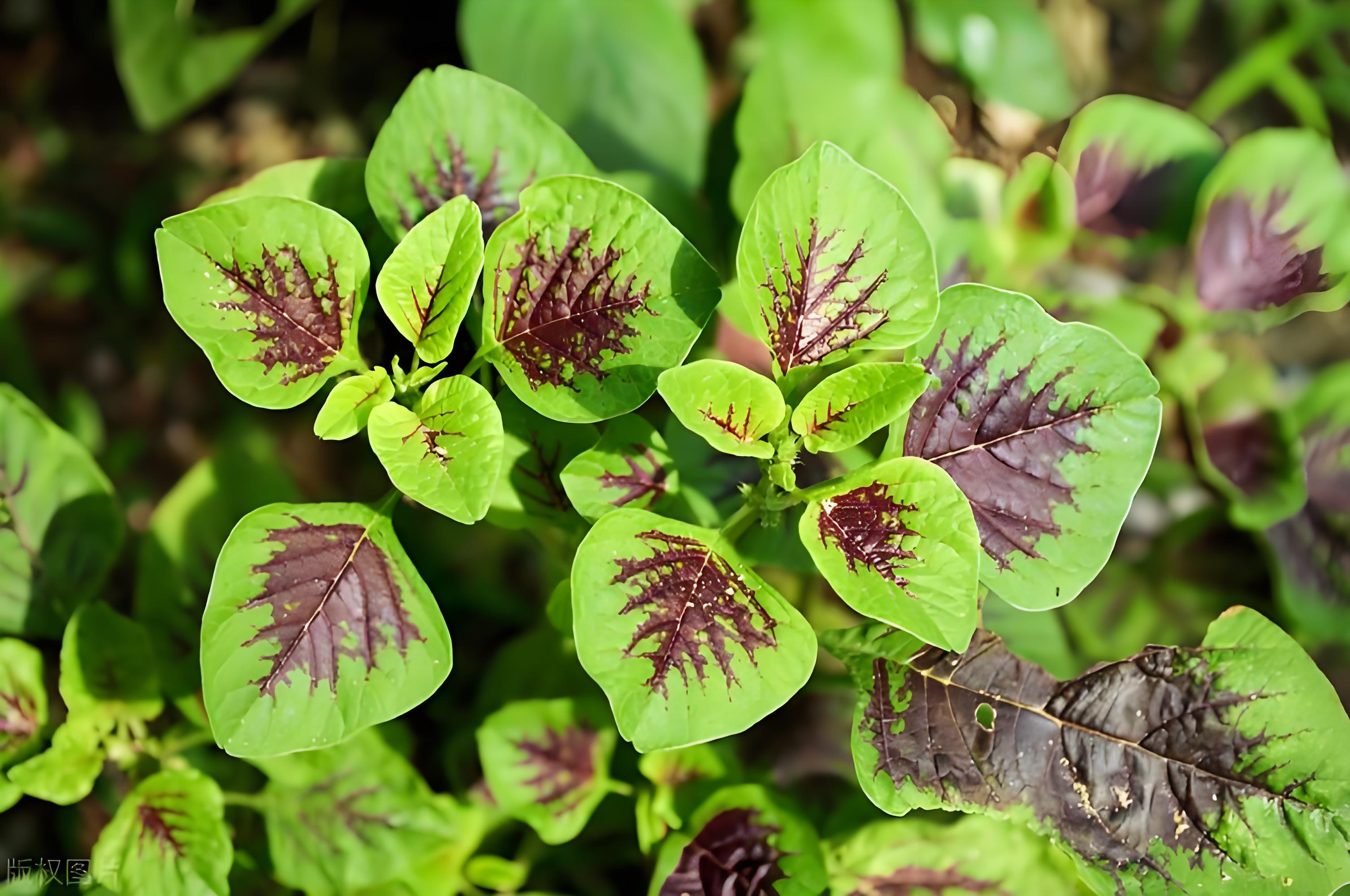 夏补钾,体不乏,建议:天热多吃几种"高钾食材",腿脚更有劲