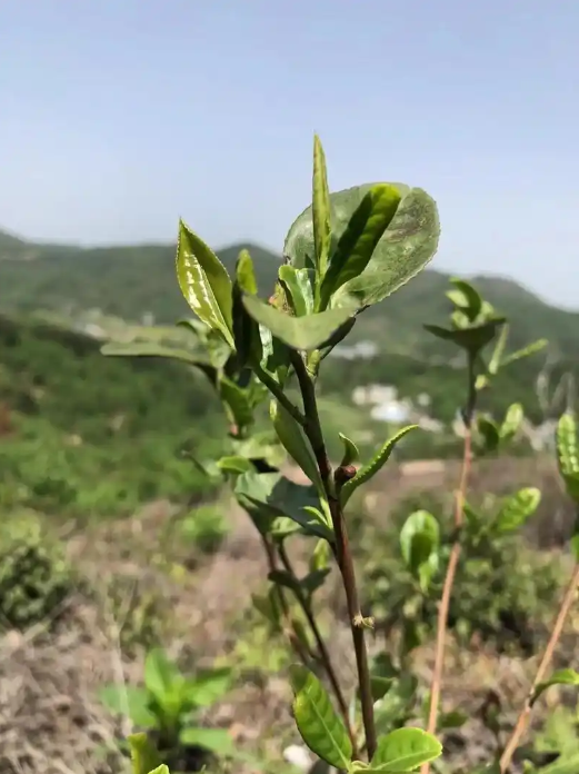 高山云雾茶的图片图片