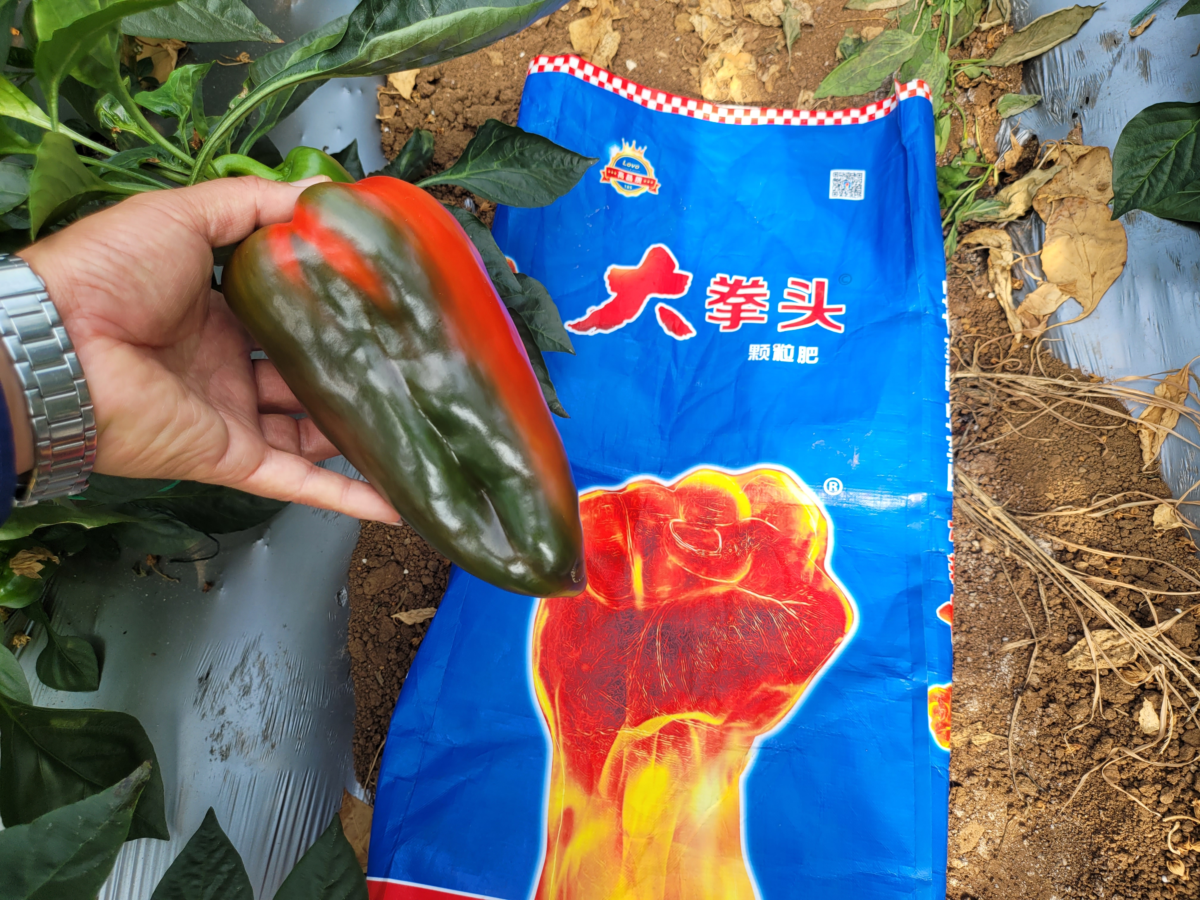 高品质颗粒水溶肥大拳头助力高品质