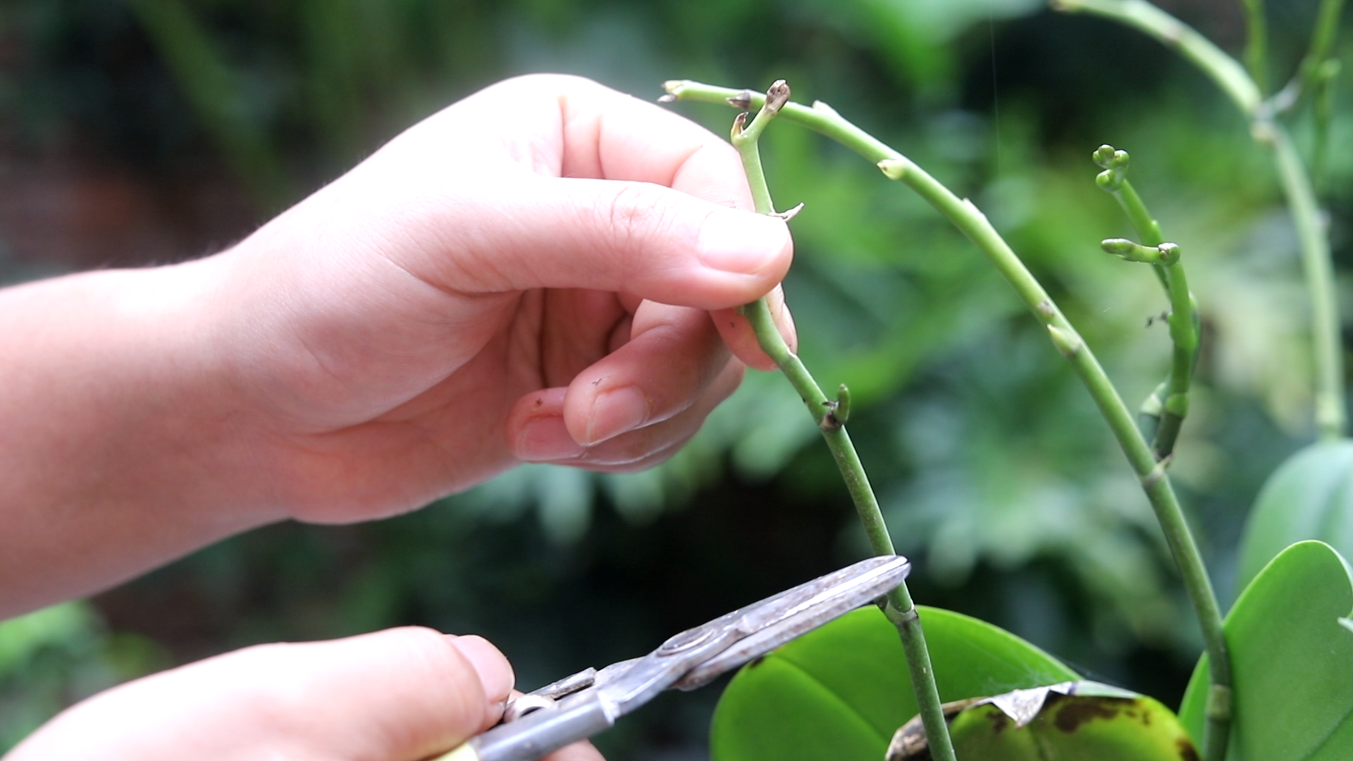 开完花的蝴蝶兰,只需这样简单修剪,很快又能开花了