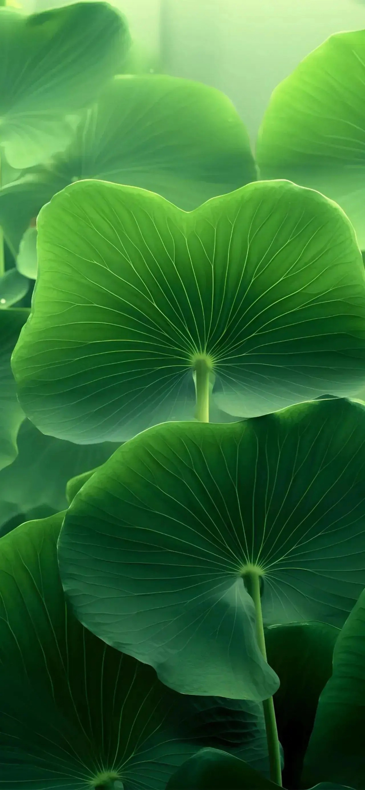 手机壁纸:水润青莲,花展相思