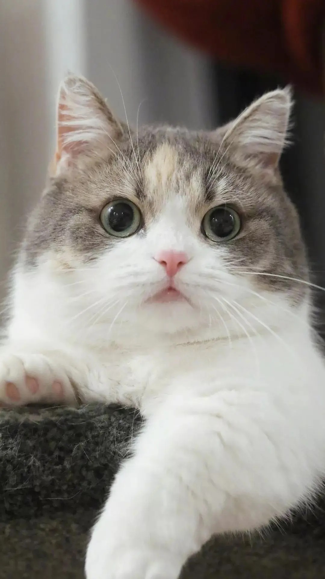 养猫的人性格一般怎样