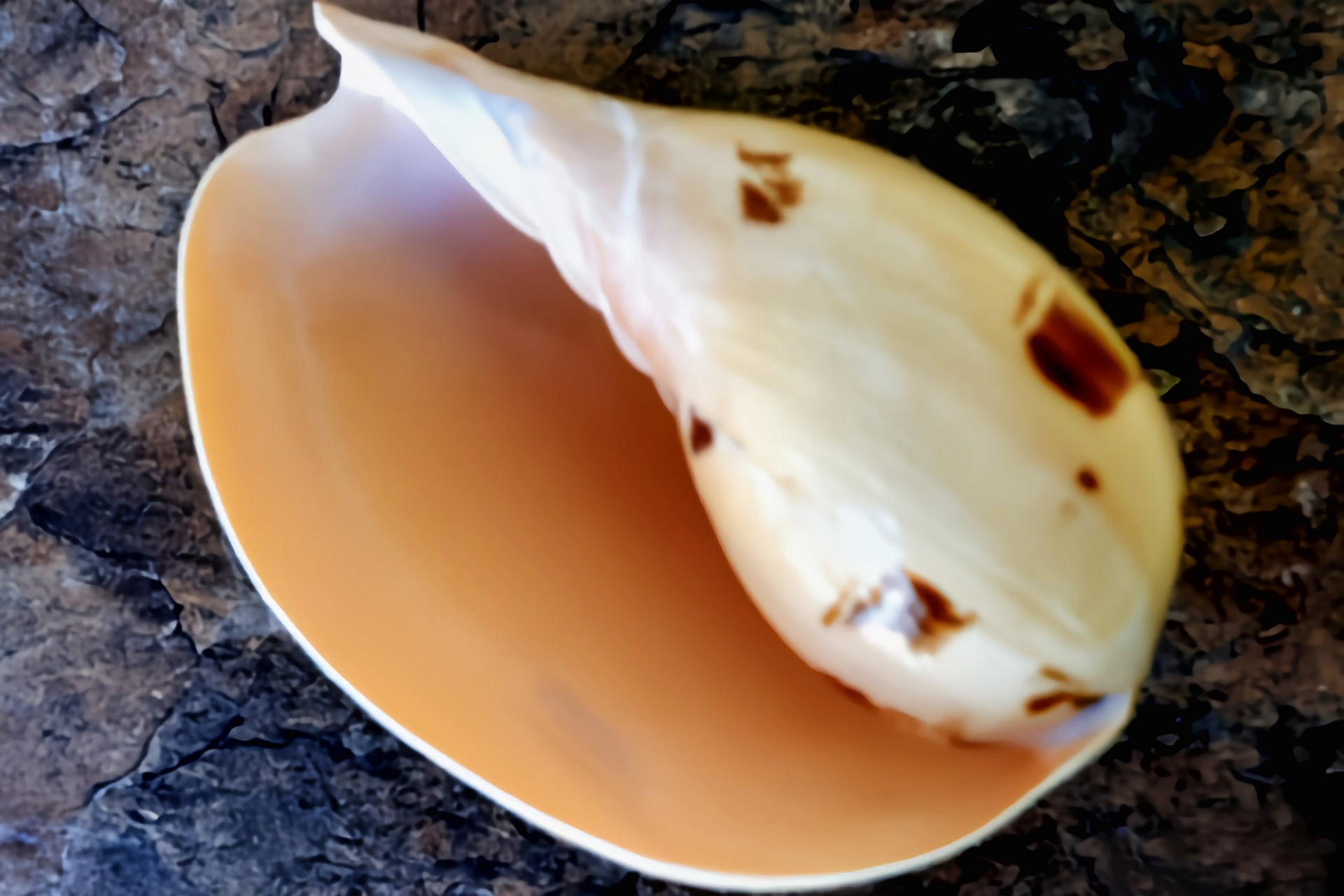 椰子螺壳如何清关,回国有什么用处?