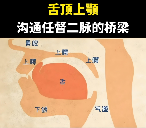 修炼时为何要"舌抵上颚"?这个简单动作竟能连通任督二脉?