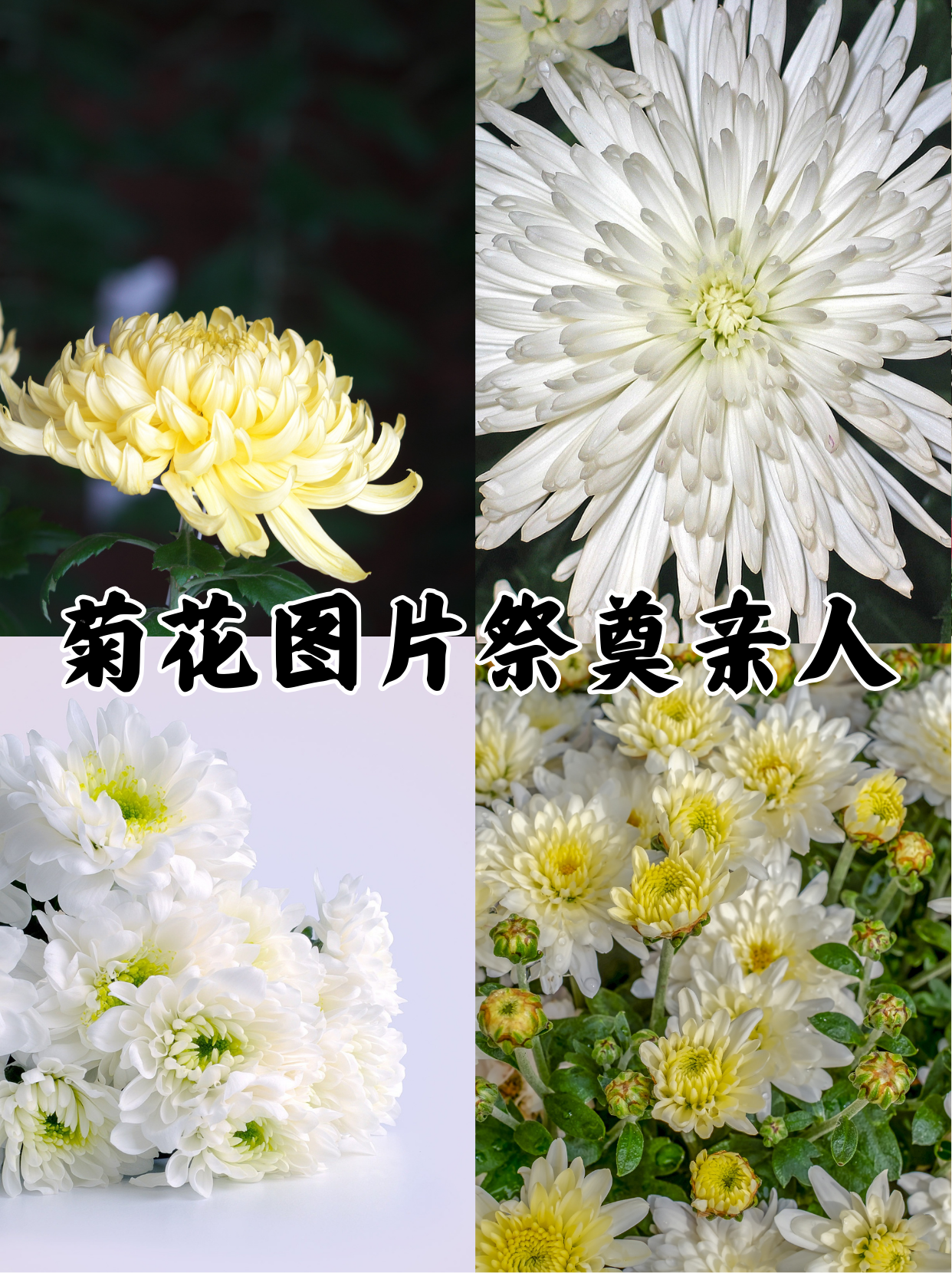 菊花图片祭奠亲人