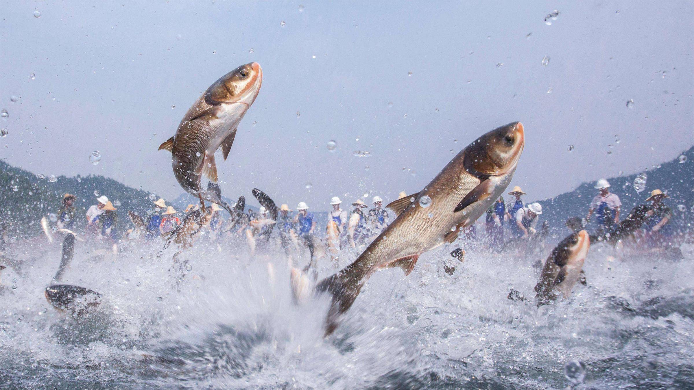 养殖花鲢用什么肥料最好?花白鲢怎么肥水长得快?事半功倍少烦恼