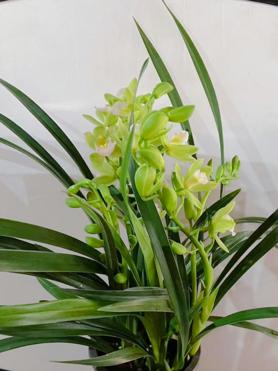 香兰vs兰花:植物界的"双胞胎"大揭秘!